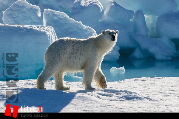 طی قرن جاری، قطب شمال عاری از یخ می شود