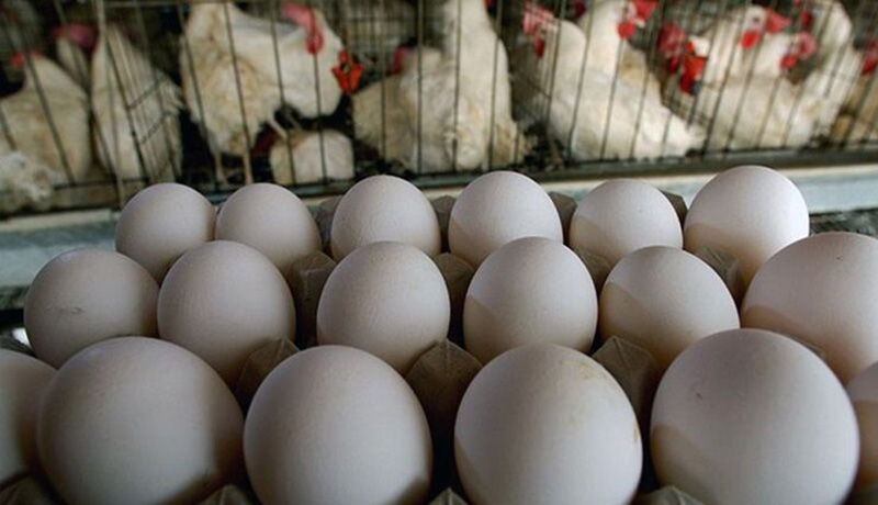 توزیع تخم مرغ با نرخ تنظیم بازاری در ۱۶ بازار روز البرز