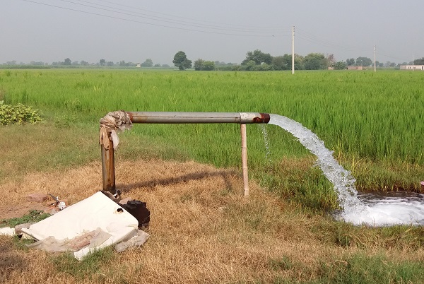 خشکیدگی در کمین ۳۰۰ هزار نهال درخت در نظرآباد/ اقدام برای پلمب ۶۰۰ چاه، اراضی کشاورزان را نابود می کند