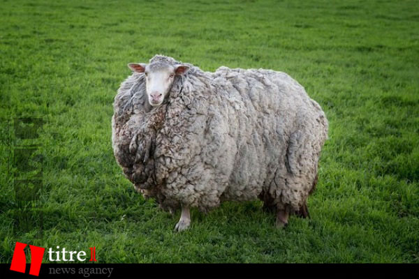 پیدا شدن گوسفند گمشده پس از 7 سال! + تصاویر