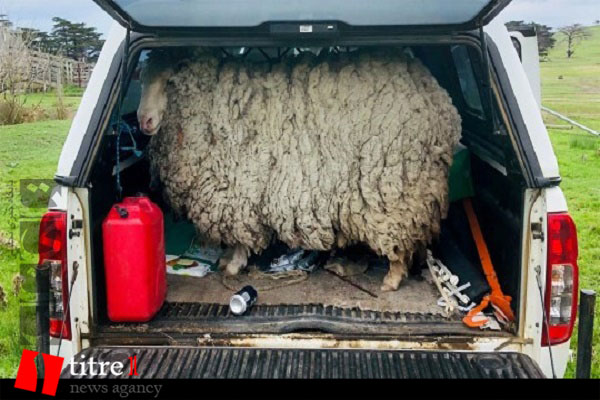 پیدا شدن گوسفند گمشده پس از 7 سال! + تصاویر