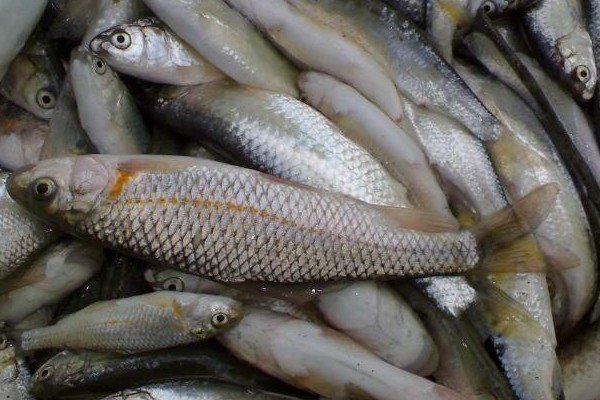 ۲۸ تن ماهی منجمد تاریخ گذشته در ساوجبلاغ کشف شد
