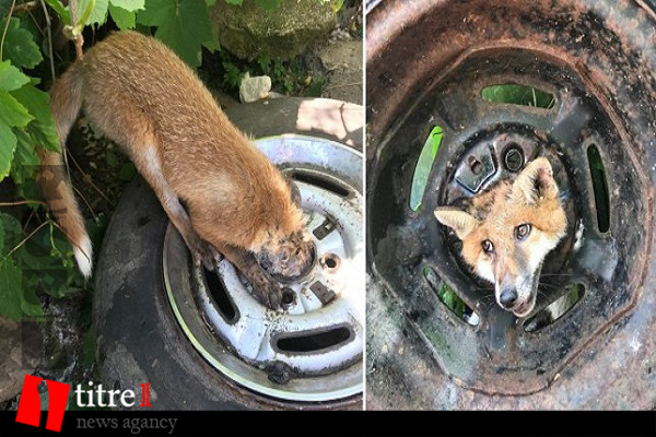 عملیات نجات روباه از درون لاستیک خودرو + تصاویر