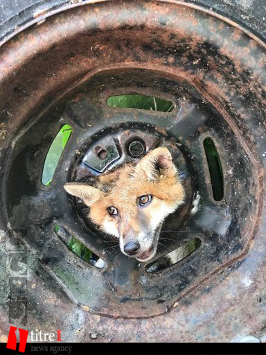 عملیات نجات روباه از درون لاستیک خودرو + تصاویر