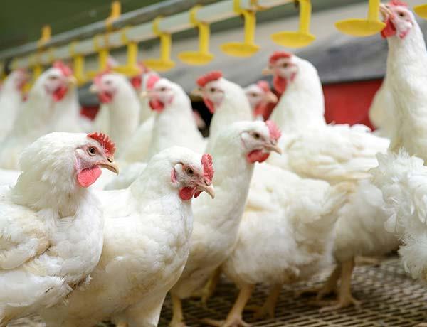 بیماری کانیبالیسیم به دلیل تامین سویا، در مرغداری های البرز وجود ندارد/ کمبود نور و پروتئین جیره غذایی؛ 2 عامل خودخوری مرغ ها