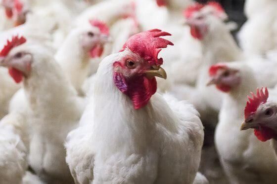 تورم نهاده های طیور تولید مرغ در البرز را 20 درصد کاهش داد