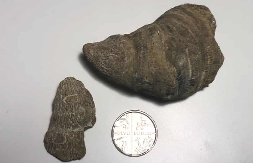 کشف فسیل چند صد میلیون ساله در انگلیس