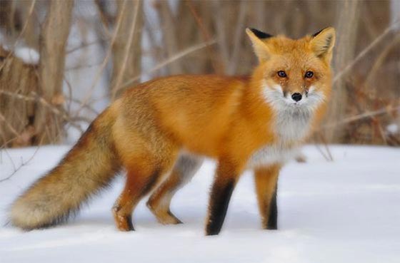 خشک‌ شدن روباه بر اثر شدت سرما در مریوان