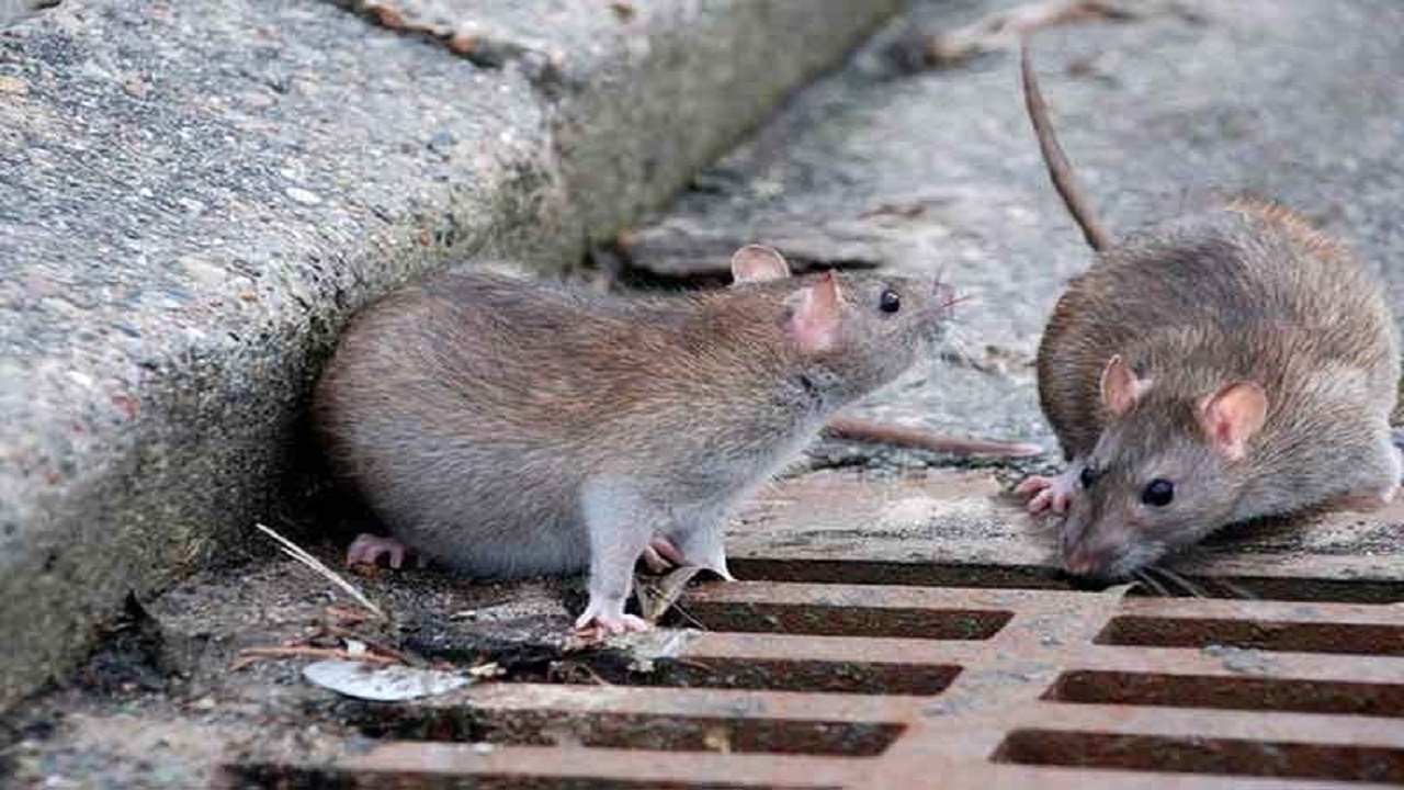 بیماری هایی که از طریق موش به انسان منتقل می شود