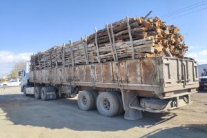 کشف میلیاردی چوب قاچاق در ساوجبلاغ/ یک نفر دستگیر شد