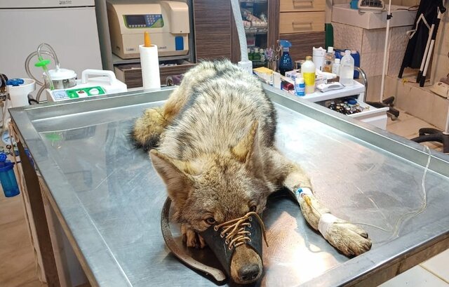 نجات یک گرگ توسط محیط زیست البرز/ نمونه گیری خون جهت قرنطینه