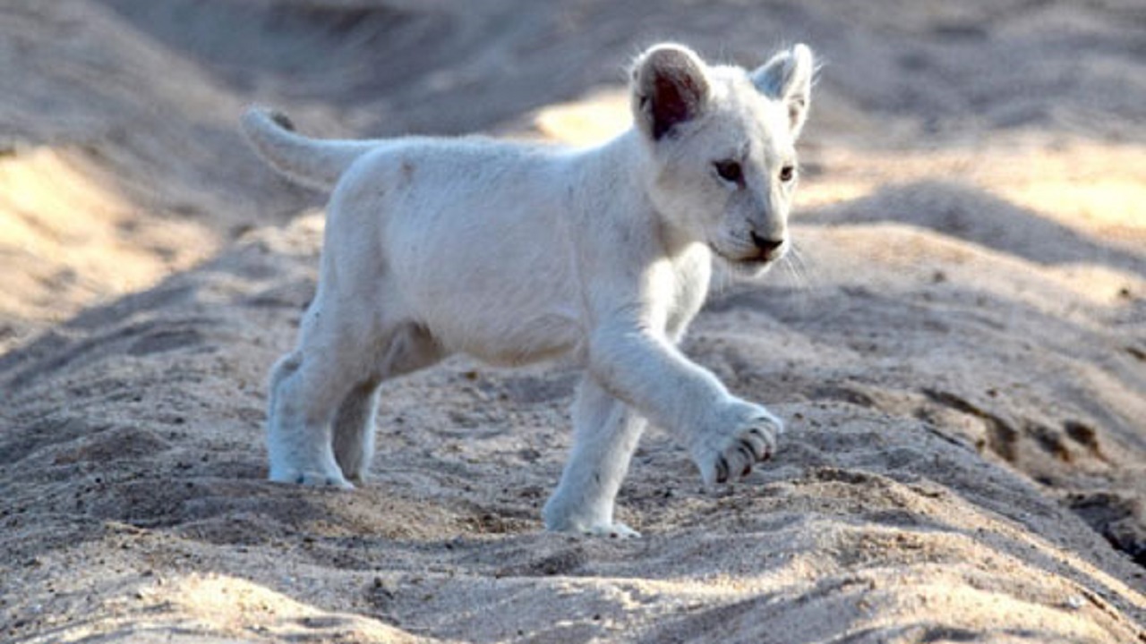تولد یکی از کمیاب‌ ترین حیوانات جهان در دزفول