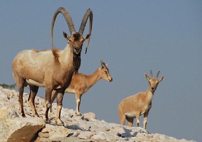 ۳۶ درصد گونه حیات وحش مهره دار ایران در البرز شناسایی شده اند