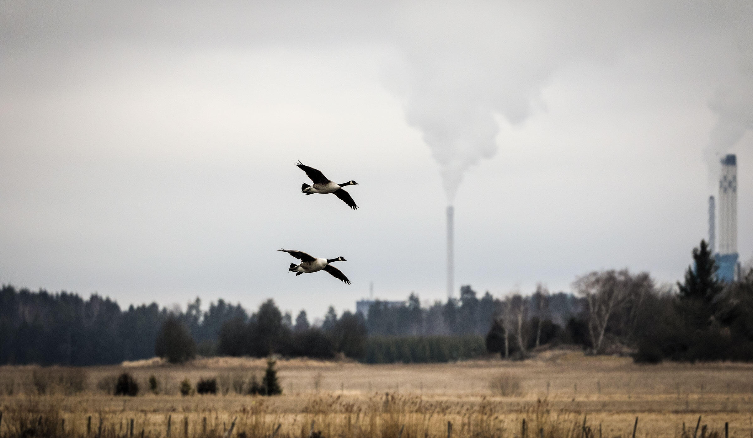 کاهش آلودگی هوا چگونه به پرندگان کمک می کند؟