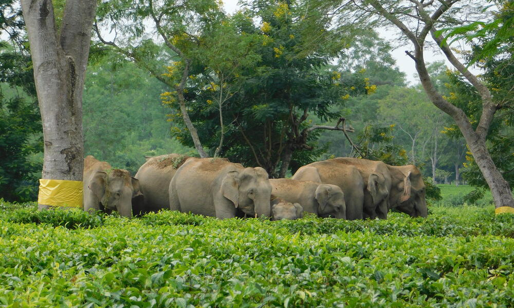 چگونه می توانیم به بهبود درگیری انسان و فیل کمک کنیم؟