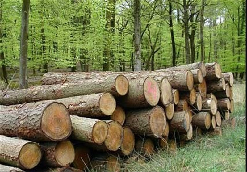 ارزش زیست محیطی جنگل‌ها بیشتر از تولید چوب است