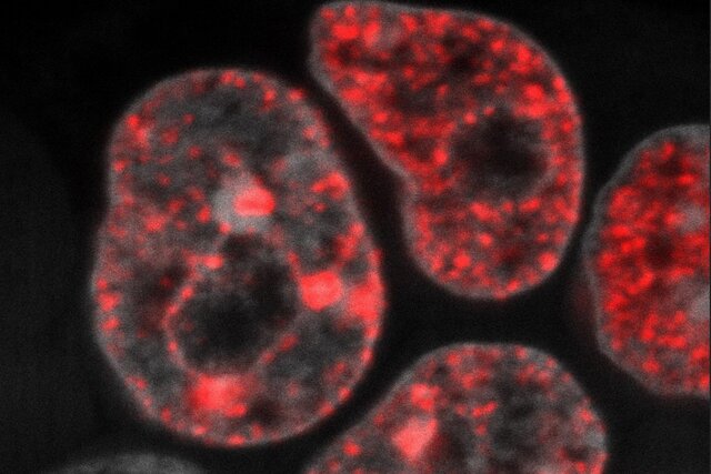 کشف غیرمنتظره‌ای در مورد سرعت تکثیر سلول‌های بدن جانداران