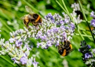 مناظر مفید برای سلامت زنبورها