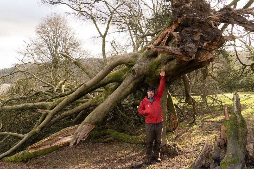 نابودی میلیون ها درخت در انگلیس