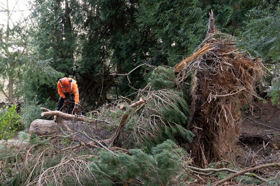 نابودی میلیون ها درخت در انگلیس