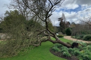 درخت نیوتن از بین رفت! + عکس