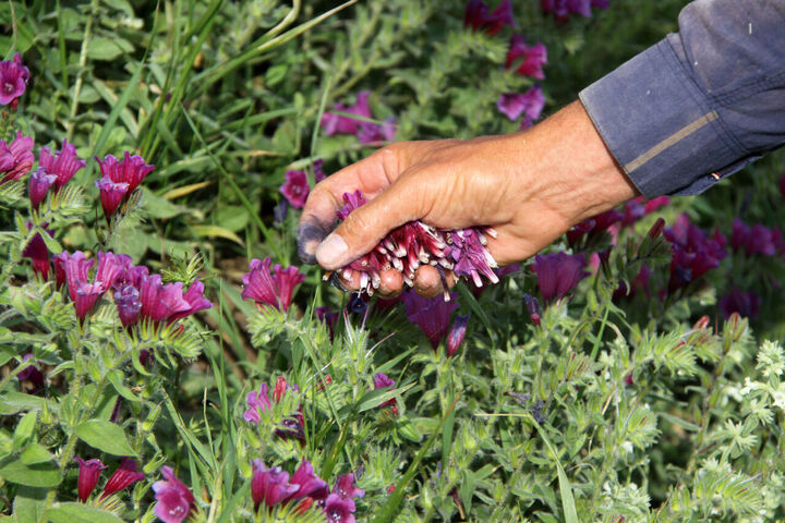 اشتغال پایدار با پرورش ۷۰ گونه گیاهان دارویی در آسارا کلید خورد/ وقتی کشاورزان روستای نساء خاک را با هنر تولید کیمیا کردند
