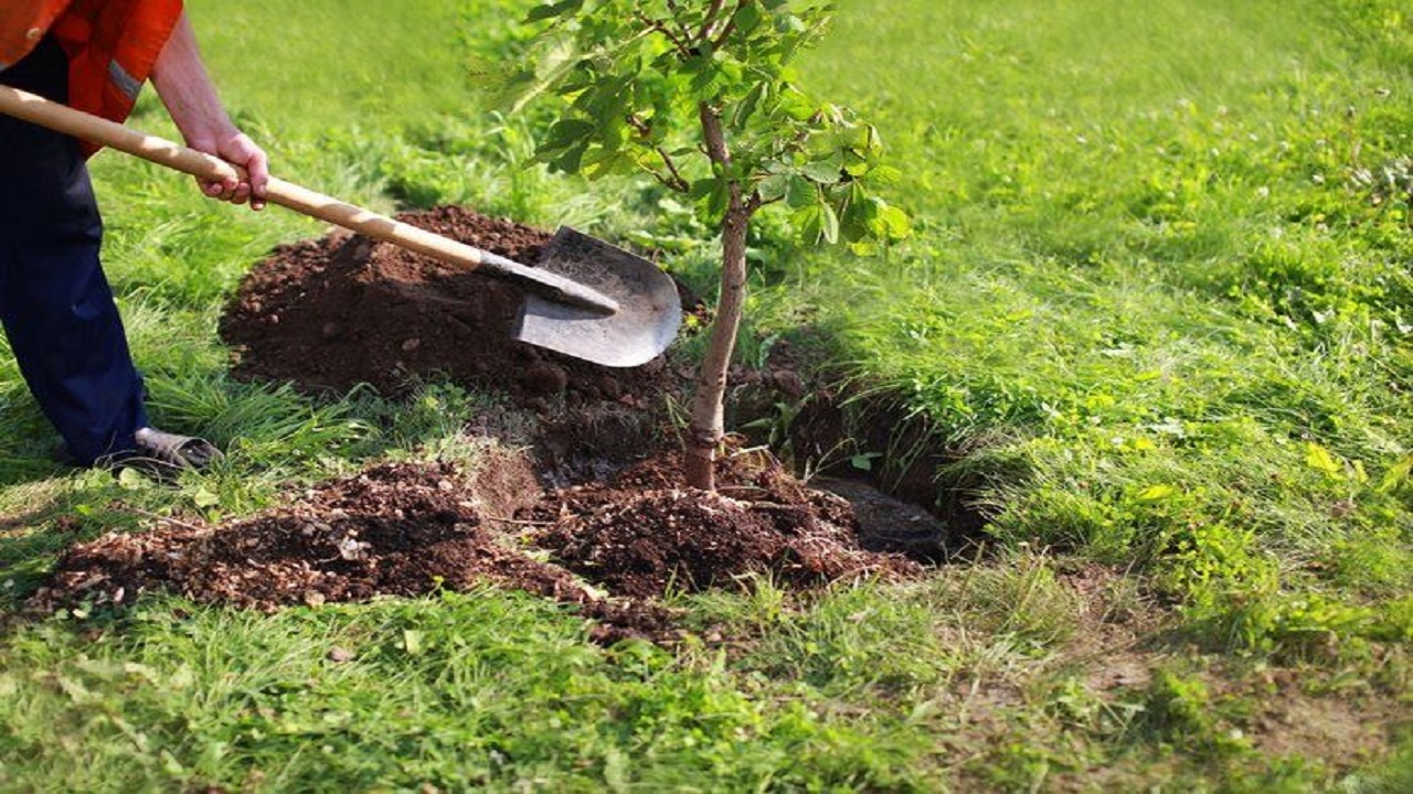 کاشت ۳ هزار درخت به نام پزشکان با «شعار ایستادی تا زندگی نیفتد»