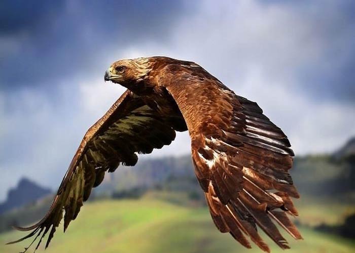 پرچینی، شکار و تغذیه نامناسب؛ ۳ خطر انسانی در کمین عقاب طلایی البرز/ ماجرای جابجایی گونه ای وحشی با 