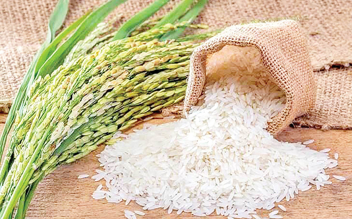 ممنوعیت واردات و کاهش تولید داخلی به واسطه کم آبی؛ ۲ عامل گرانی برنج/ وزارت بهداشت باید ضریب سلامت برنج های خارجی را ارزیابی کند