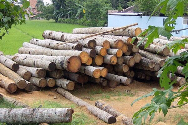 زراعت چوب با هدف کاهش بهره برداری از جنگل و واردات چوب در البرز/ کاشت صنوبر در اراضی ۱۳۰ هکتاری، کشور را از به مرز خودکفایی رساند