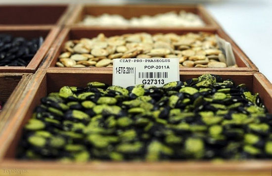 موسسه اصلاح، نهال و بذر کرج؛ میزبان یکی از ۱۰ بانک ژن گیاهی جهان/ تنوع ۷۴ هزار نمونه ای بذرهای اصلاح شده ایران دست اروپا را بست