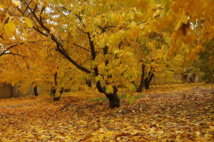پاییز رنگارنگ در روستای اردهه استان البرز + تصاویر