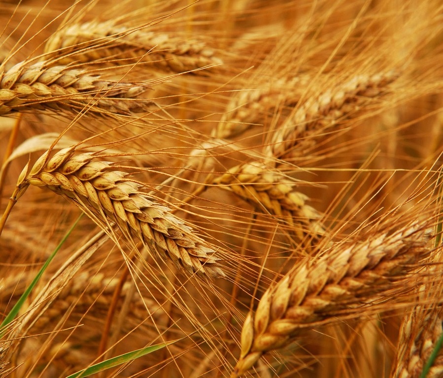البرز جزو استان های سرآمد در تولید گندم است/ بی مهری به کشاورزان کشت این محصول را کاهش داده است