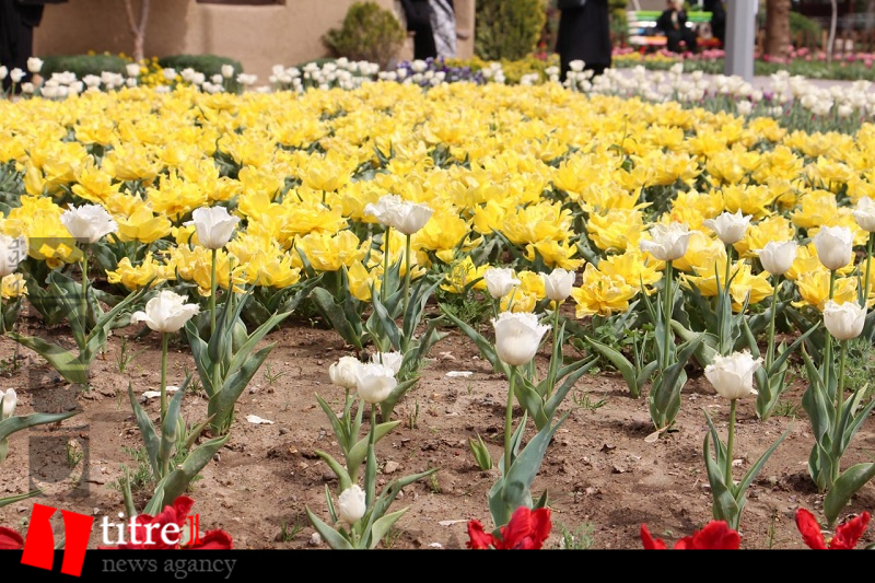 تصاویر زیبا از جشنواره گل لاله در کرج