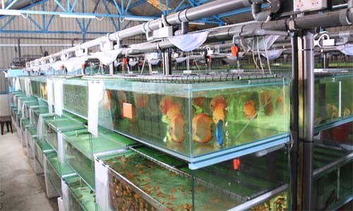البرز صادرکننده ماهی های زینتی؛ از گرجستان تا ترکیه و عراق/ سهم ۱۴.۵ میلیون قطعه ای استان از تولید ماهی در کشور