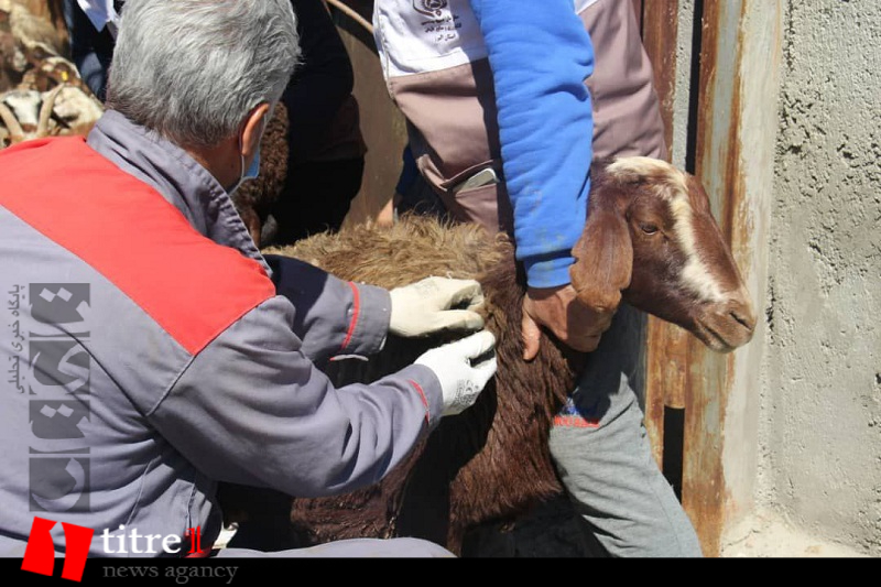 واکسیناسیون دام‌های شهر کوهسار بر علیه بیماری طاعون +تصاویر