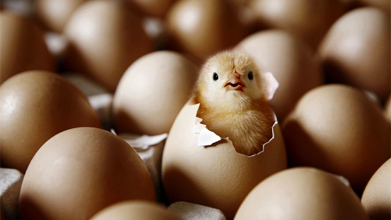 اینفوگرافیک / چرا تخم مرغ برای سلامتی مفید است؟  ////تکمیل شد