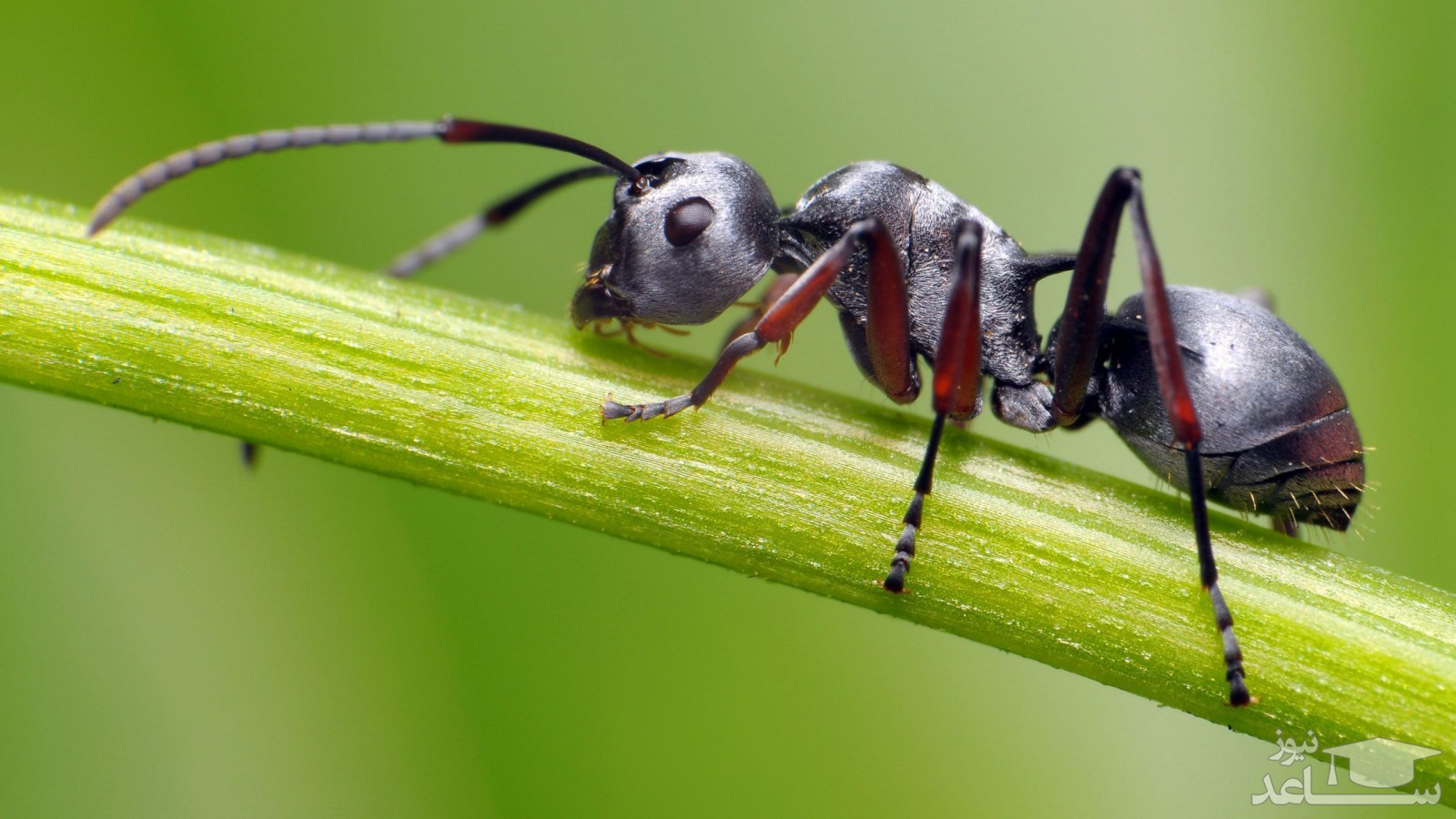 فیلم/ لحظه باورنکردنی آب خوردن مورچه