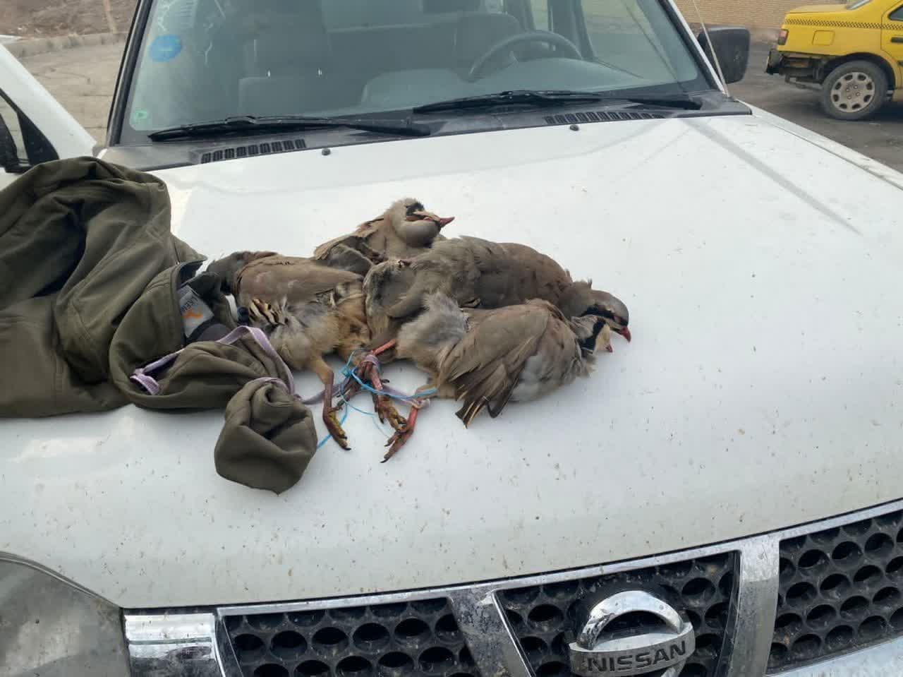 شکارچیان غیر مجاز در منطقه ولیان ساوجبلاغ دستگیر شدند