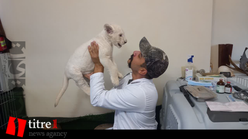 اولین واکسیناسیون سانا؛ اولین توله شیر سفید ایران