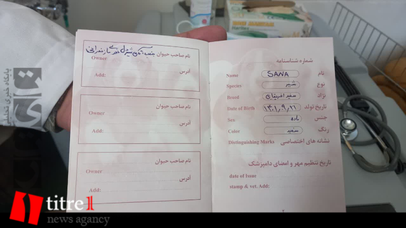 اولین واکسیناسیون سانا؛ اولین توله شیر سفید ایران + شناسنامه