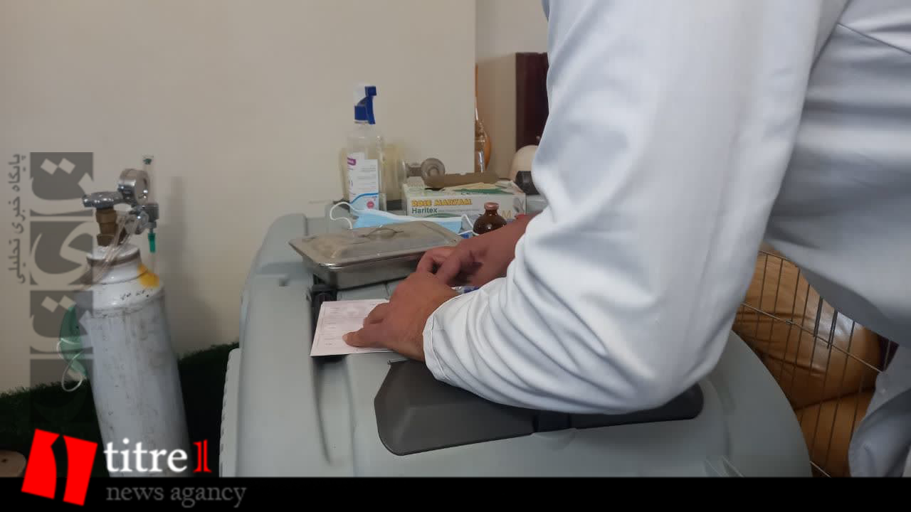 اولین واکسیناسیون سانا؛ اولین توله شیر سفید ایران + شناسنامه