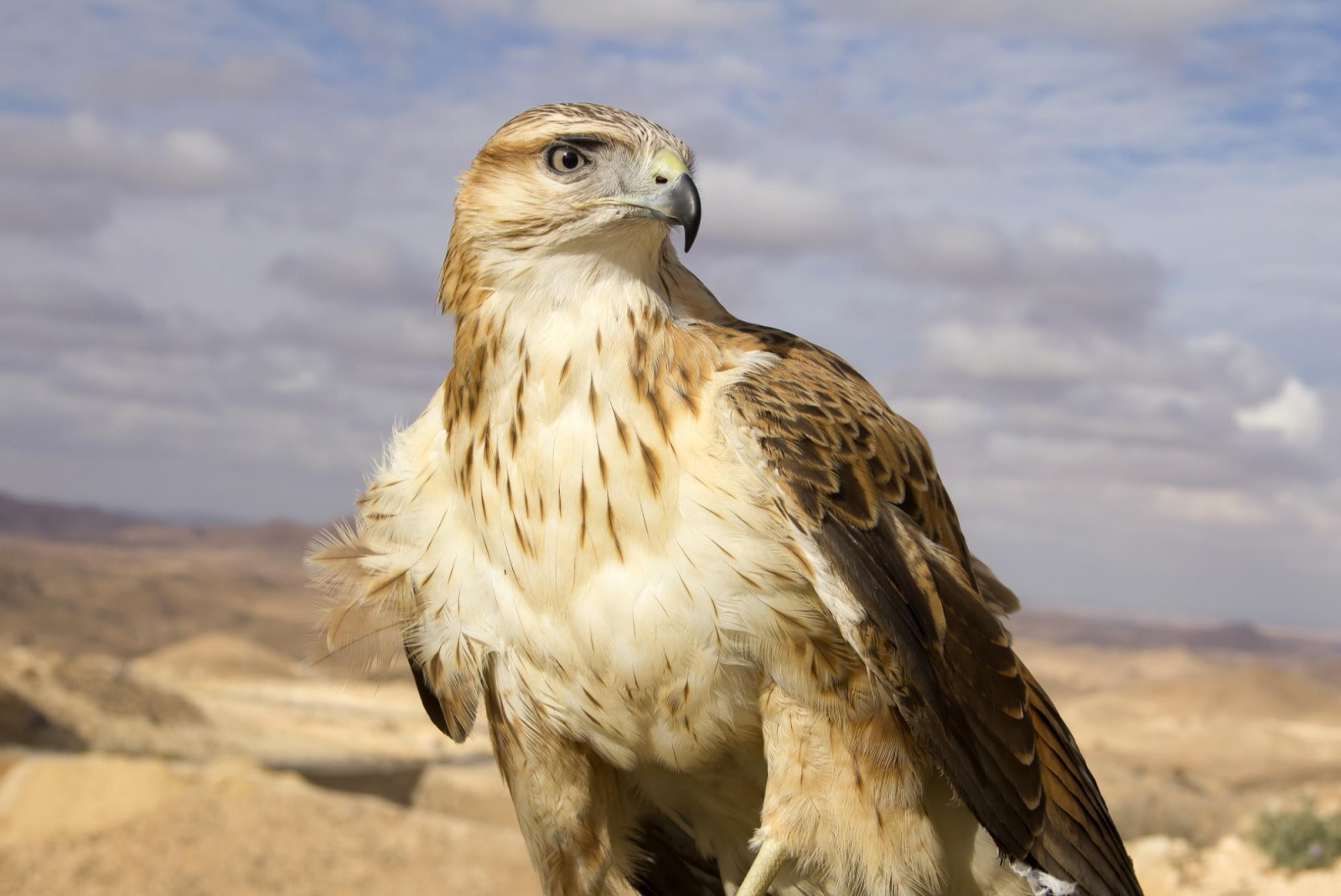 رهاسازی دو پرنده شکاری در منطقه حفاظت شده البرز جنوبی