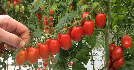 البرز اولین تولیدکننده بذرهای هیبریدی خیار و گوجه در کشور/ از حذف وابستگی به آمریکا و اروپا تا کاهش بیماری صیفی جات