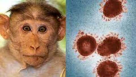 آنچه در مورد آبله میمون باید بدانیم/ میزان شیوع و کُشندگی ویروس