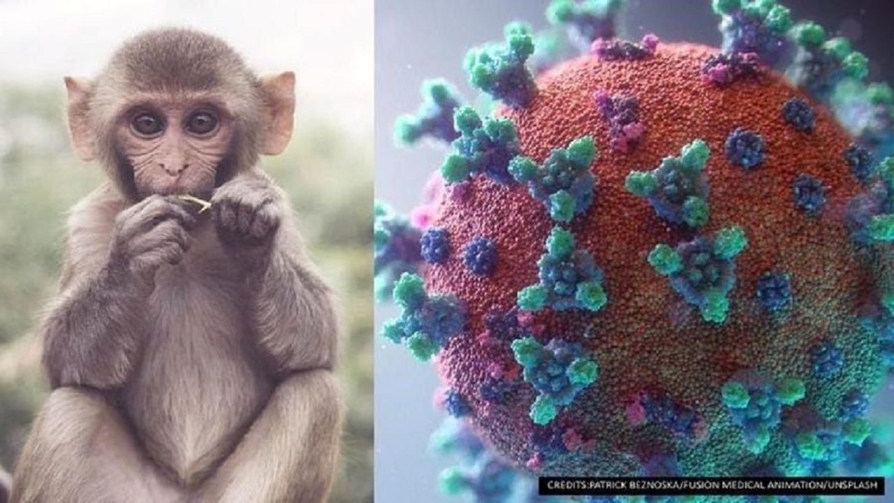 شناسایی ۶ بیمار مشکوک به آبله میمونی در ایران؛ آزمایش ۳ نفر منفی شد