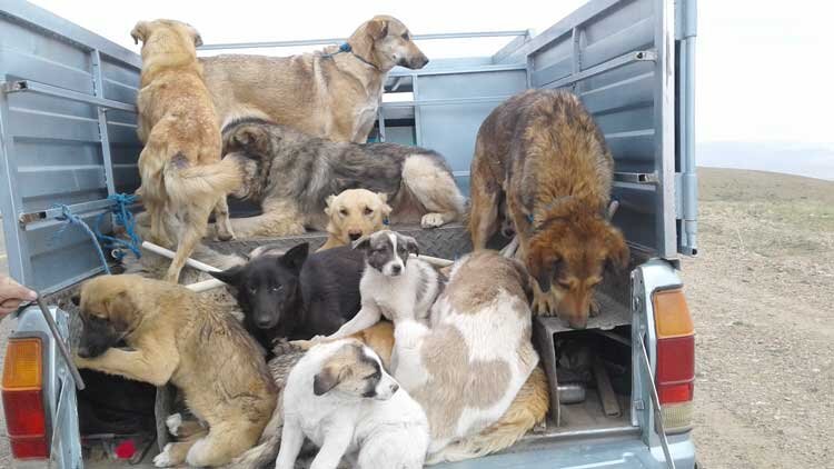 متاسفانه از ۱۵ شهرداری البرز صرفا کرج پناهگاه سگ بلاصاحب دارد/ حامیان حیوانات پیمانکاران را مورد ضرب و شتم قرار می دهند