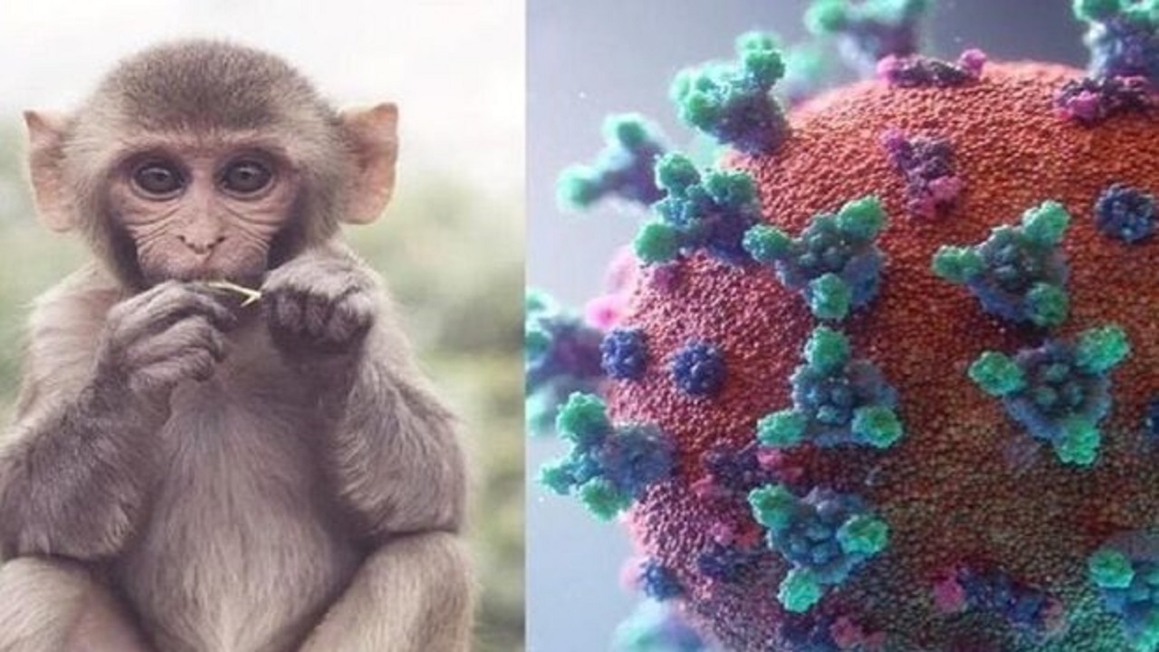 علائم متفاوت آبله میمون نسبت به نوع قبلی این ویروس/ علائم رایج ضایعات پوستی