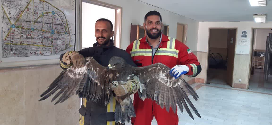 زنده‌ گیری عقاب سرگردان در ساختمان نیمه کاره توسط آتش نشانان کرج