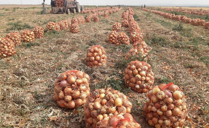 کشاورز ساوجبلاغی رکورد تولید پیاز در استان البرز را شکست/ برداشت دانش بنیانِ ۱۵۰ تن در هکتار با اشتغال زایی برای۲۰۰ نفر